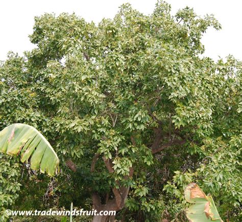 White Sapote - Casimiroa edulis