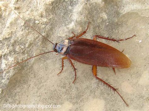 American Cockroach-Periplaneta americana | Nature, Cultural, and Travel ...