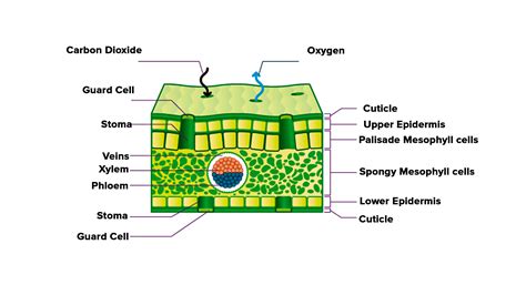 Which Tissue Is Present in Veins of Leaves?