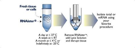 RNA Stabilization and Storage - RNAlater | Thermo Fisher Scientific - CA