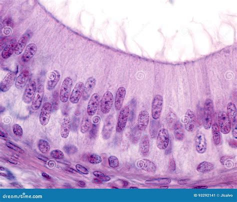 Epididymis. Pseudostratified Columnar Epithelium Stock Image - Image of microscopic, system ...