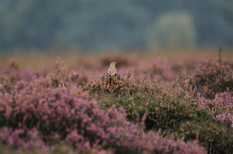 Het Nationale Park de Hoge Veluwe | Urlaub in Holland