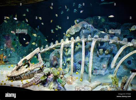 Sea Life Kansas City Aquarium Stock Photo - Alamy