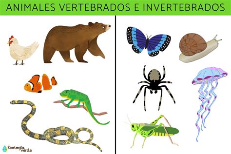 Animales vertebrados e invertebrados: características, ejemplos y diferencias - Resumen