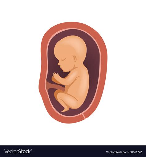 baby inside womb clipart 10 free Cliparts | Download images on Clipground 2024