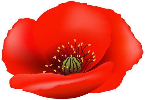 Poppy Flower PNG Clip Art Image | Gallery Yopriceville - High-Quality ...