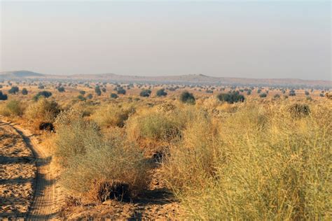 The Vegetation of the Thar Desert: Geography, History, Culture and Conservation | Sahapedia