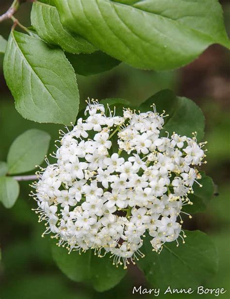 Viburnum, blackhaw ( Viburnum prunifolium ) - Bowman's Hill Wildflower Preserve