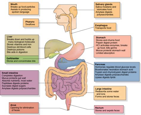 Enzymedica Enzymes for Poor Digestion - Better Living