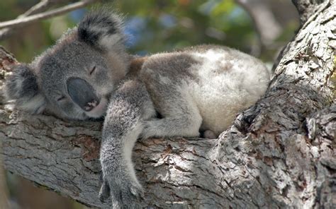 Download Animal Koala HD Wallpaper