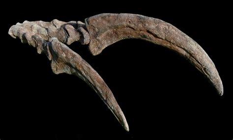 Therizinosaurus Fossilized Claws and Hand 4 foot Life Sized Replica ...