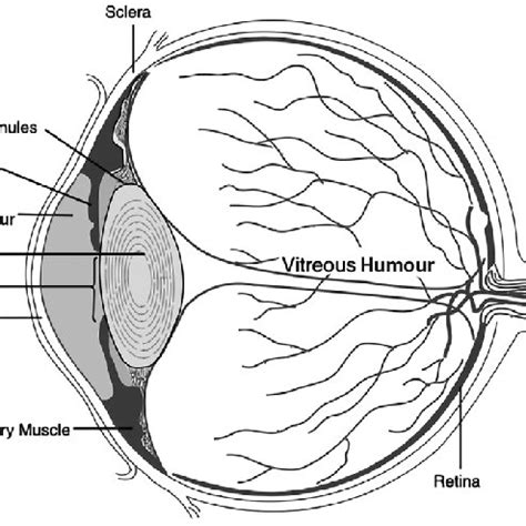 1 Cross-section of the human eye. The ciliary muscles and zonules were ...