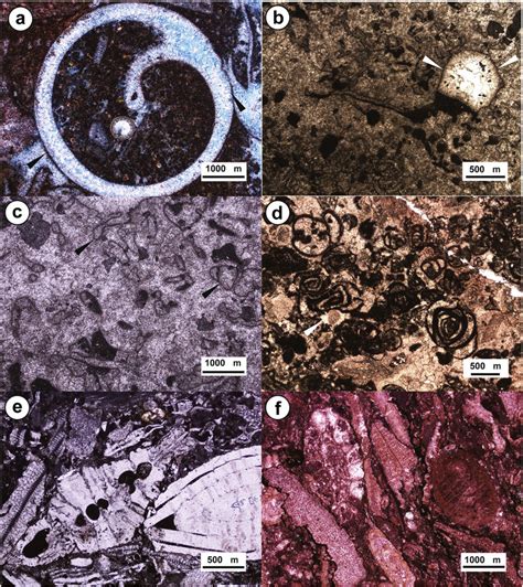 Thin-section plane polarised light photomicrographs showing (a) Micrite ...