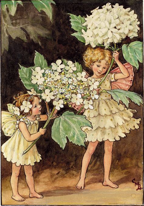 The Guelder Rose Fairies - Flower Fairies