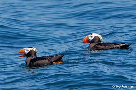 Tufted Puffin – Joe Fuhrman Photography