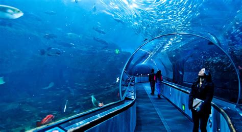 Dubai Aquarium | See the piece of Ocean at Dubai Mall Aquarium