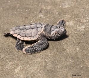 Loggerhead Turtle Hatching Season - Kiawah Island Golf Resort