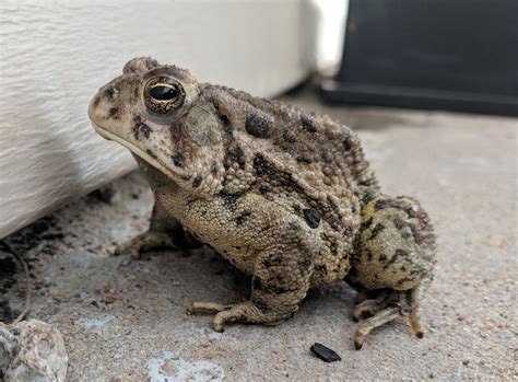 American Toad - Pet Care, Tank Setup, Diet, & Husbandry - Frog Pets