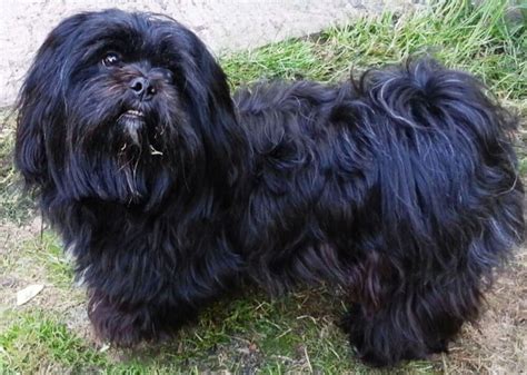 The lhasa apso is not the best dog for small children as the clumsiness and unpredictable ...