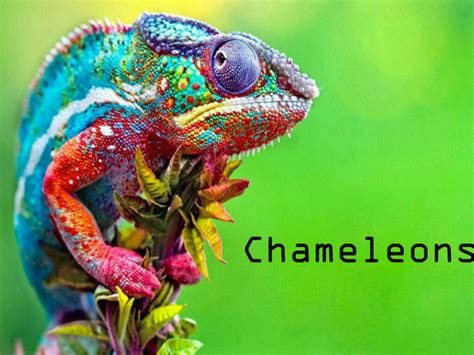 Chameleons of Madagascar | Teaching Resources