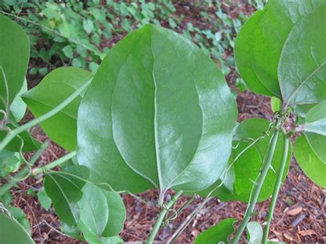 Smilax rotundifolia (Brambles, Bullbrier, Catbrier, Chaineybriar ...