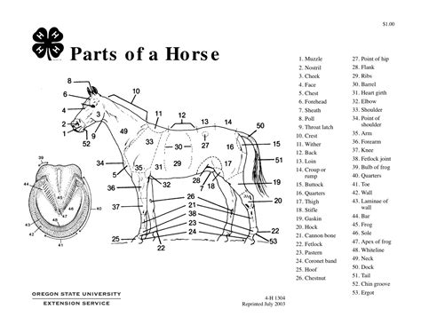 Horse Anatomy Worksheets Printable