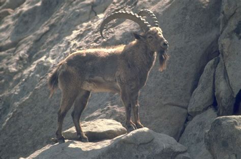 Kyrgyzstan - Animals - Ibex - Lazer Horse