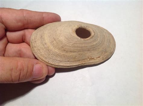 Giant keyhole limpet - Gastropods - The Fossil Forum
