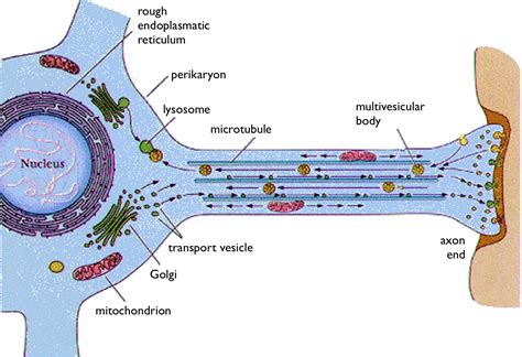 Dynamic Relationship of Mitochondria and Neurons