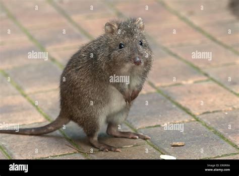 Potoroo hi-res stock photography and images - Alamy