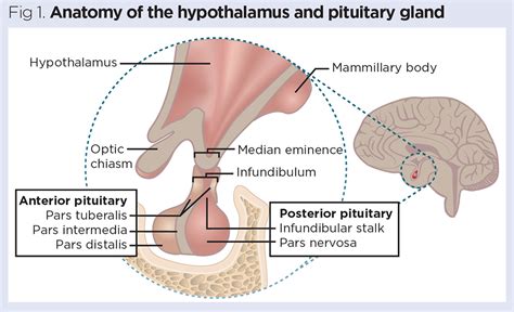 Anterior And Posterior Pituitary Gland Diagram