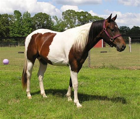 Colourful Equines, Mark This Rocinante, bay tobiano Paint Horse...