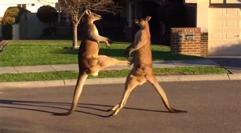 Two Male Kangaroos Have A Fist Fight On An Australian Suburban Street