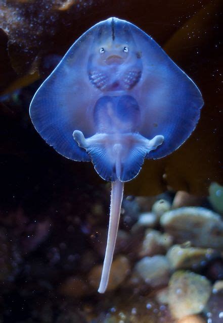 8 Best baby stingray ideas | baby stingray, stingray, sea creatures