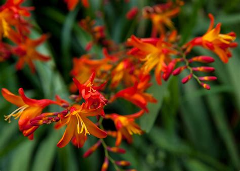 Madeira Flowers | Not a Photo Diary