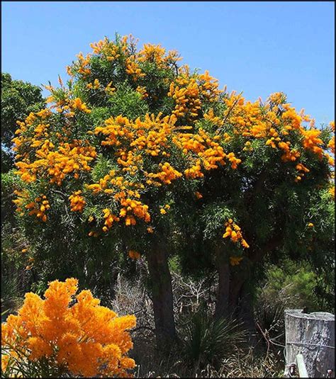 Western Australian Christmas Tree — Abalook