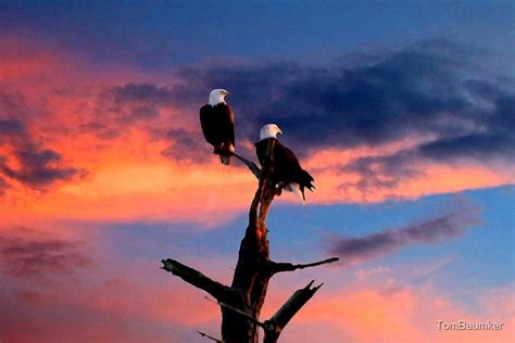 "BALD EAGLE SUNSET" by TomBaumker | Redbubble