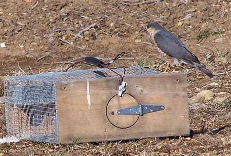 Sialis picture of the week - Sharp-shinned Hawk? feeding on starling