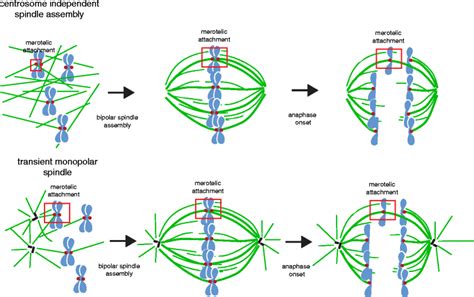 Centrosome In Mitosis