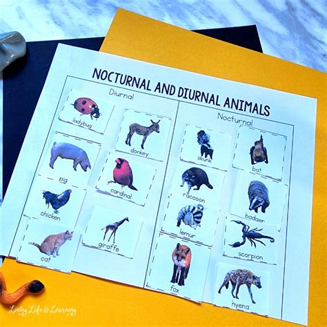 Nocturnal and Diurnal Animals Worksheets : A Fun Learning Resource