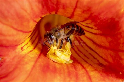 Close Up Shot Of Bee Collecting Pollen From Red Flower In Blur Background, The Pollen Of Flower ...