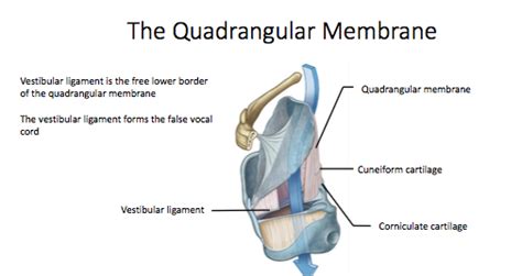 The quadrangular membrane Diagram | Quizlet