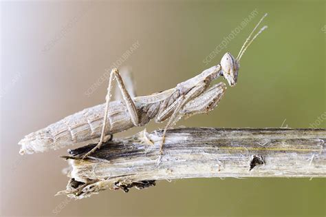 Camouflaged praying mantis - Stock Image - F024/7262 - Science Photo Library