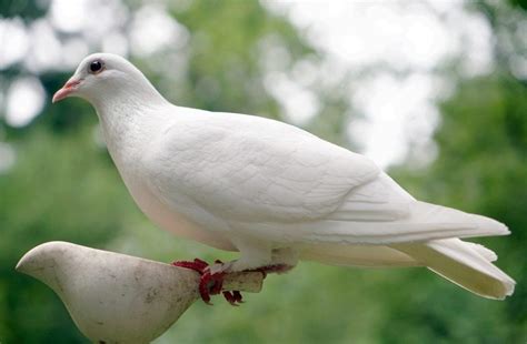 Do Doves Make Great Pets? What You Need to Know! | Pet Keen