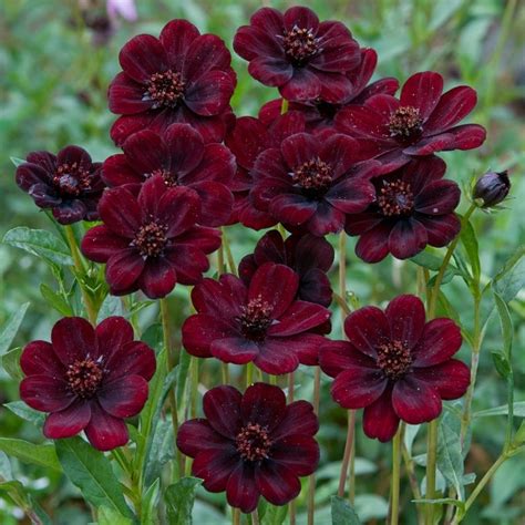 Buy chocolate cosmos Cosmos atrosanguineus 'Chocamocha ('Thomocha')'