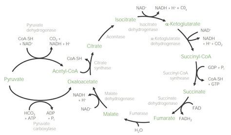 Citric Acid Cycle