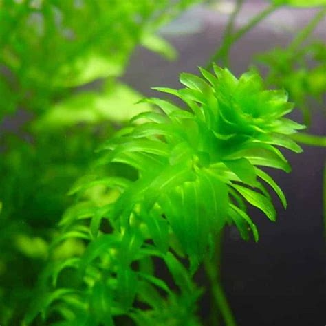 30+ Brackish Water Plants - Shrimp and Snail Breeder