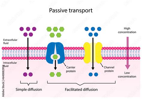 Passive Transport. Simple diffusion through the lipid by layer and ...