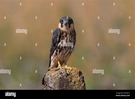 Juvenile eurasian hobby falco subbuteo hi-res stock photography and ...