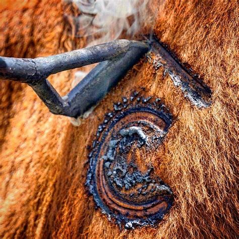 Cattle brand | Cattle brands, Livestock branding, Horse brand